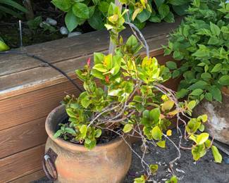 Terracotta Urn Planter with Ring Handles