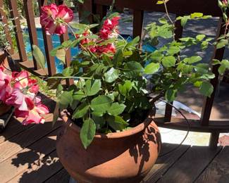 Bi-Color Rose Bush in Terracotta Planter