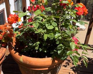 Terracotta Rose Planter with "Pinata" Climbing Rose