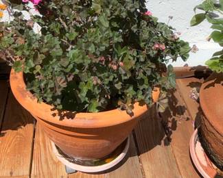 Geranium Plant in Terracotta Pot
