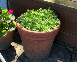 Terracotta Planter with Geraniums