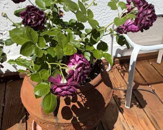 Rosa 'Ebb Tide' Rose Bush in Terracotta Pot