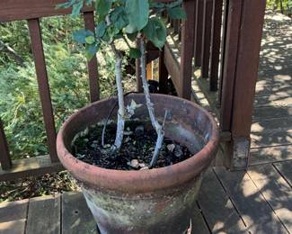 Terracotta Rose Pot with Rose Bush