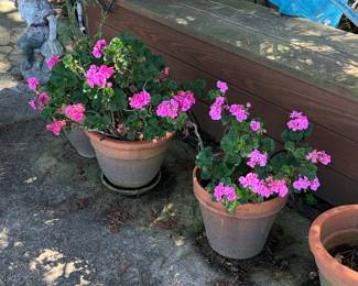 Geranium Americana Pink Plants in Terracotta Pots