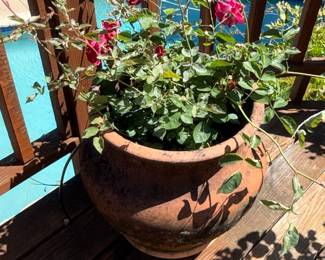 Terracotta Rose Pot with Rose Bush