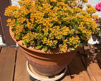 Kalanchoe "Desert Rose" in Terracotta Pot