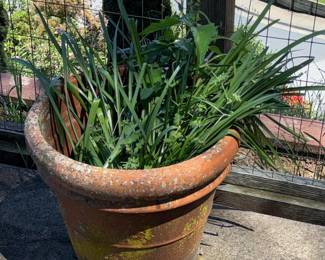 Terracotta Planter Pot