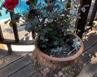 Terracotta Rose Planter with Red Roses and Succulent