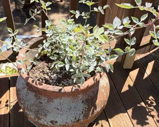 Aged Terracotta Planter with Abelia x grandiflora 'Mucho Gusto'