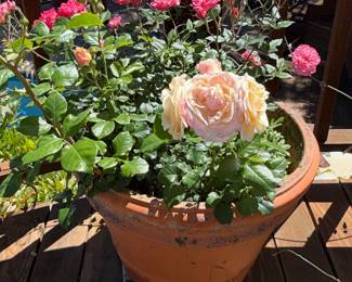 Terracotta Planter with 'Life of the Party' Rose Bush