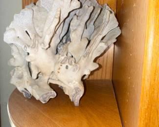 Natural Gorgonian Coral Specimen