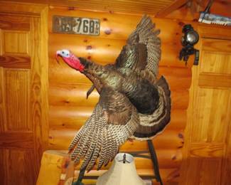 Lot 412. Full Merriam Tom Turkey mount. Other things in the photo are not included.
