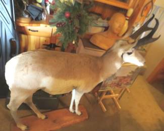 Lot 415. Full body mount pronghorn antelope. Other things in the photo are not included.