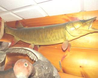 Lot 421. Muskie mount. Other things in the photo are not included.