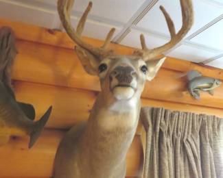 Lot 417. 8-point Texas whitetail with velvet antlers. Other things in the photo are not included.