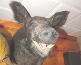 Lot 416. Wild boar mount. Other things in the photo are not included.