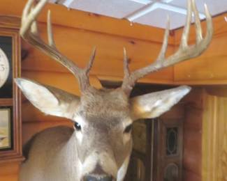 Lot 410. 10-point whitetail buck.