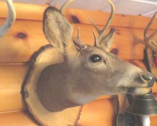 Lot 407. 6-point whitetail buck. Other things in the photo are not included.