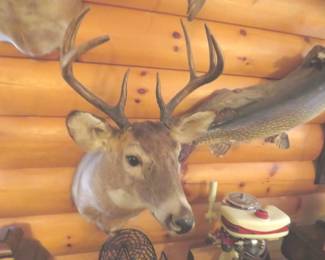 Lot 420. 8-point whitetail deer mount. Other things in the photo are not included.