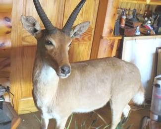 Lot 408. Full body mount Southern Reedbuck. Other things in the photo are not included.