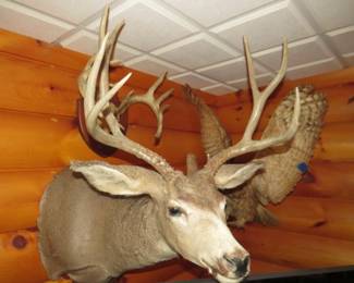 Lot 405. 4 X 3 point mule deer mount. Other things in the photo are not included