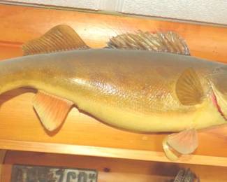 Lot 411. Walleye mount