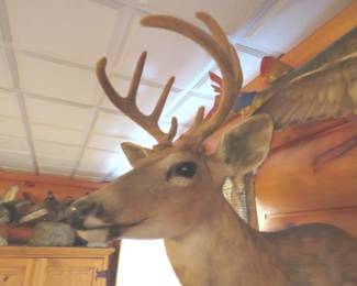 Lot 422. 8-point Texas whitetail with velvet antlers. Other things in the photo are not included.