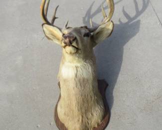 Lot 406. 8-point whitetail buck. Other things in the photo are not included.