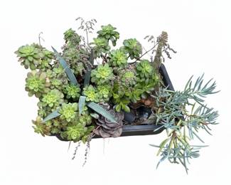 Mixed Succulent Planter with Aeoniums and Senecio