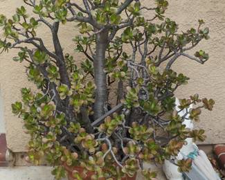 Jade Plant (Crassula ovata)