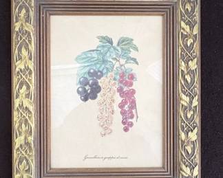Botanical Print of Currants and Gooseberries