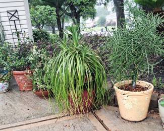 Very Well Loved Huge Plants