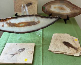 Agates and Fossils