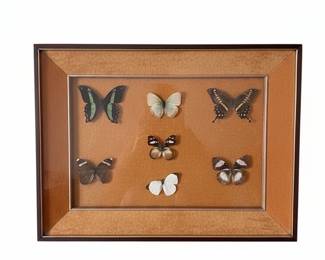 Framed Butterfly Collection