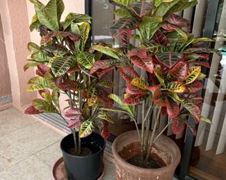 Croton Petra Plants Codiaeum variegatum Petra