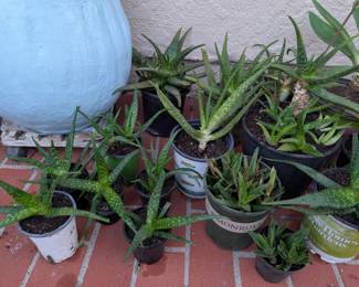 Live Plants - in all sizes