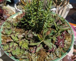 Custom Design Live Plant Setting