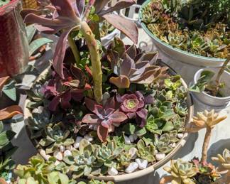 Custom Design Live Plant Setting