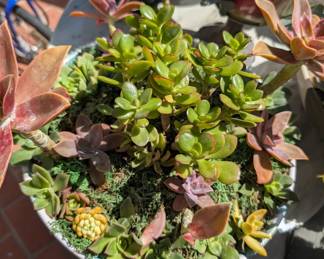 Custom Designed Plant Setting