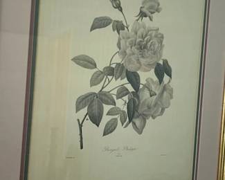 One of a pair of botanical prints