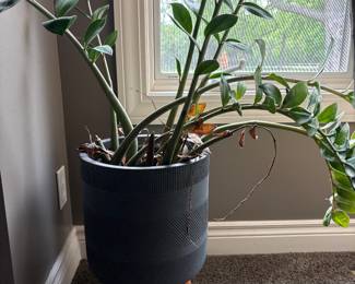 Planter with plants 