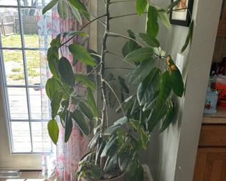 6 foot plus Live tree