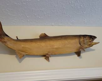 Taxidermy Chinook Salmon mount