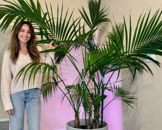  Large Indoor Potted Palm Plant- Modern White Ceramic Planter -Lighting Included