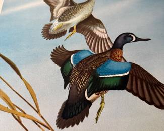 Mallard Print