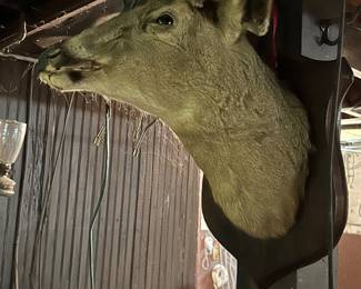 Taxidermy