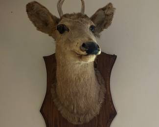 Taxidermy
