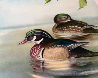 Mallard Print