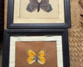 Taxidermy Butterflies