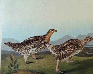 Avian Friendly Print
